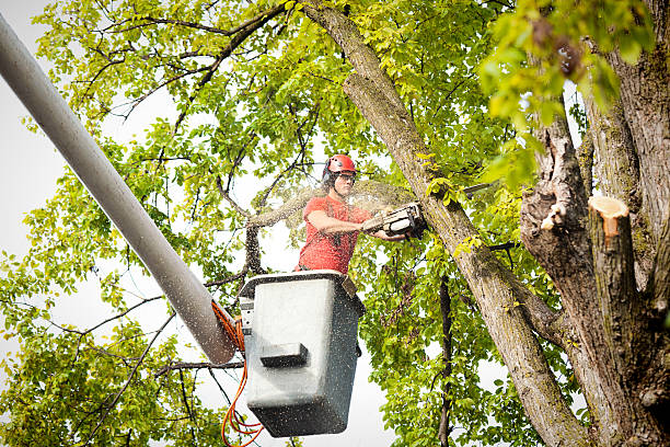 Reliable Graham, NC Tree Services Solutions